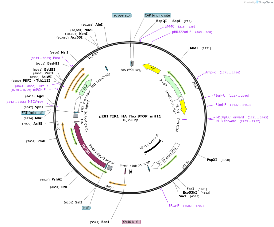164856-plasmid-map-sequence-id-326401