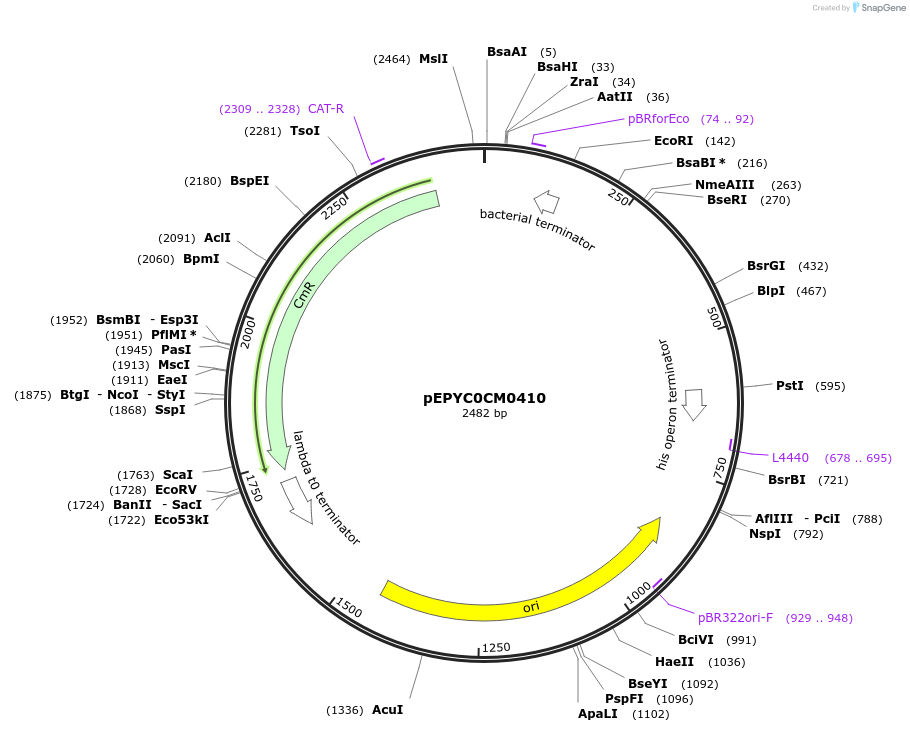154567-plasmid-map-sequence-id-326557