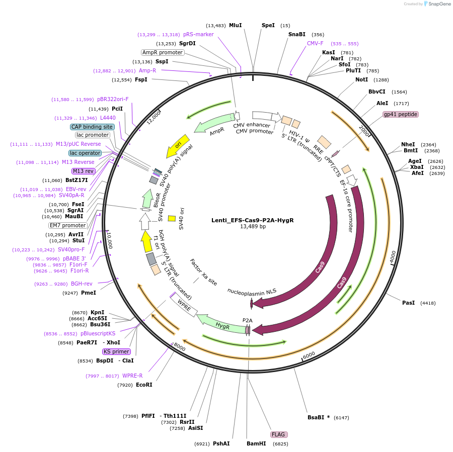 164134-plasmid-map-sequence-id-326558