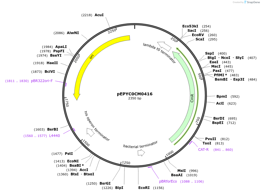 154573-plasmid-map-sequence-id-326559