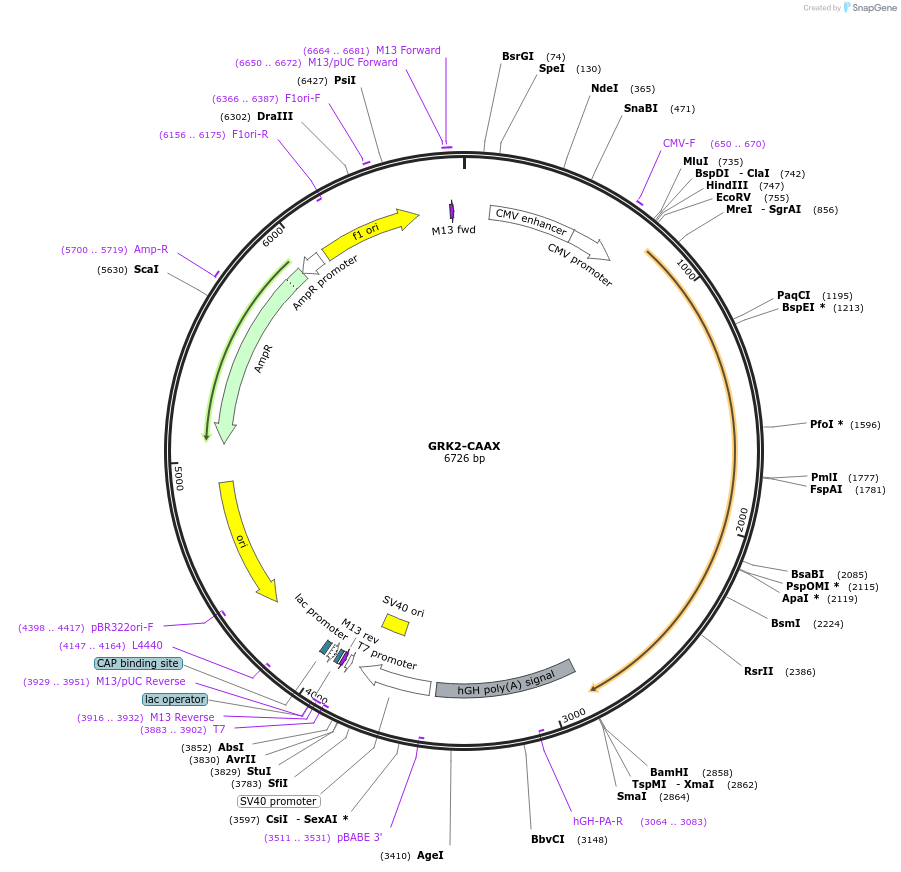 166224-plasmid-map-sequence-id-326560