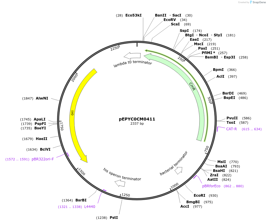154568-plasmid-map-sequence-id-326561