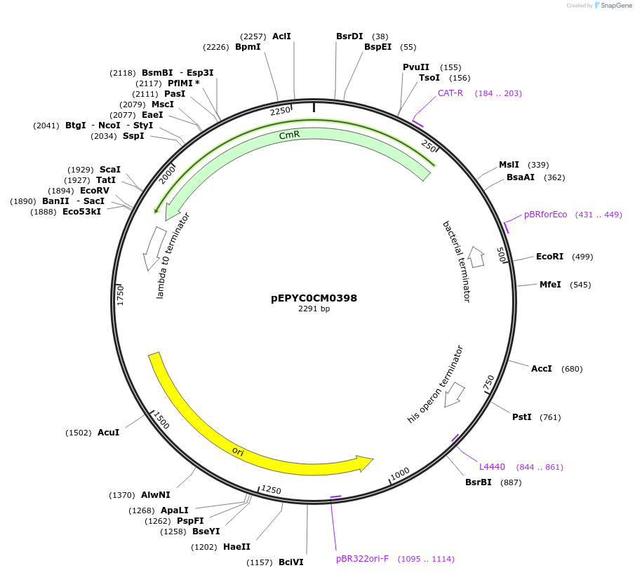154553-plasmid-map-sequence-id-326562