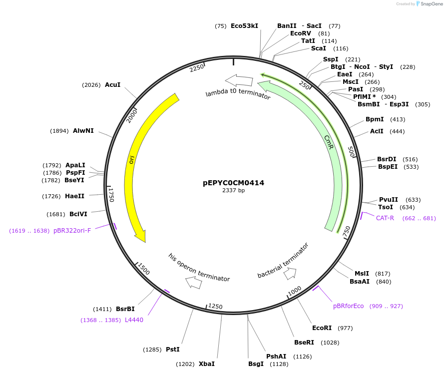 154571-plasmid-map-sequence-id-326563