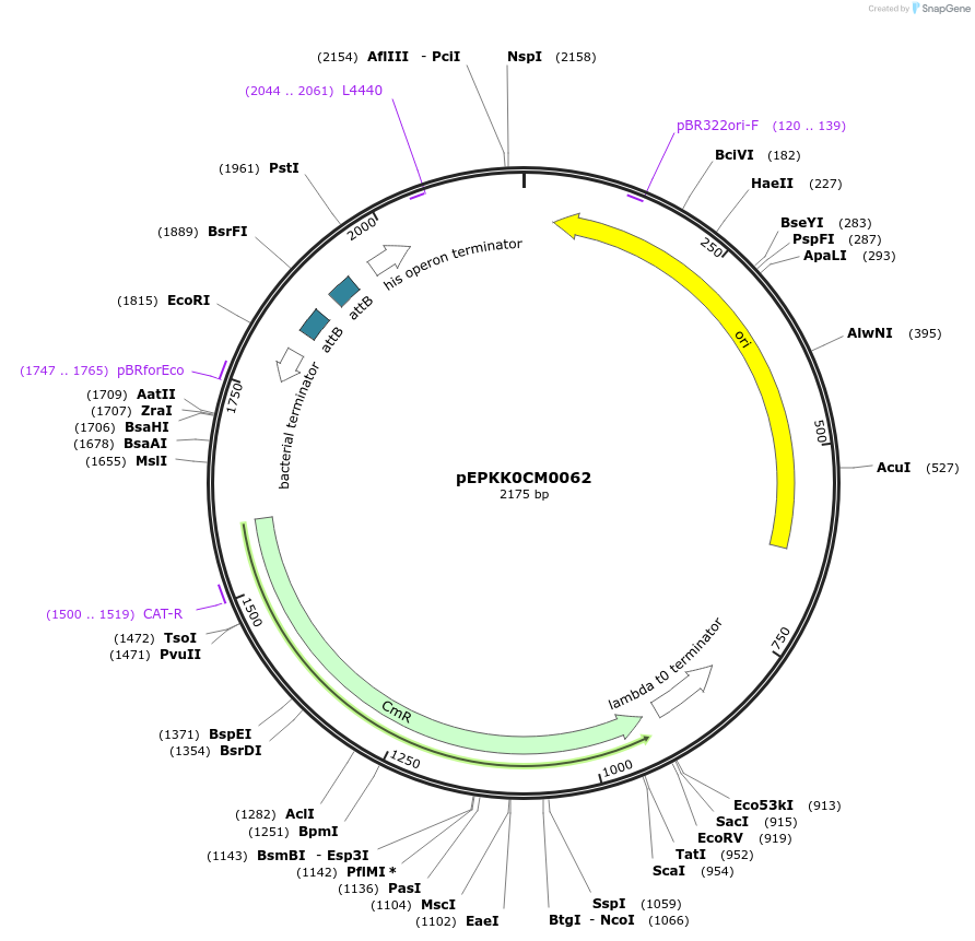 154590-plasmid-map-sequence-id-326564