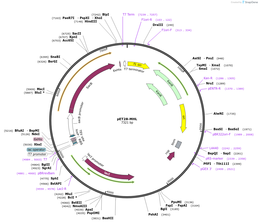 26096-plasmid-map-sequence-id-326568