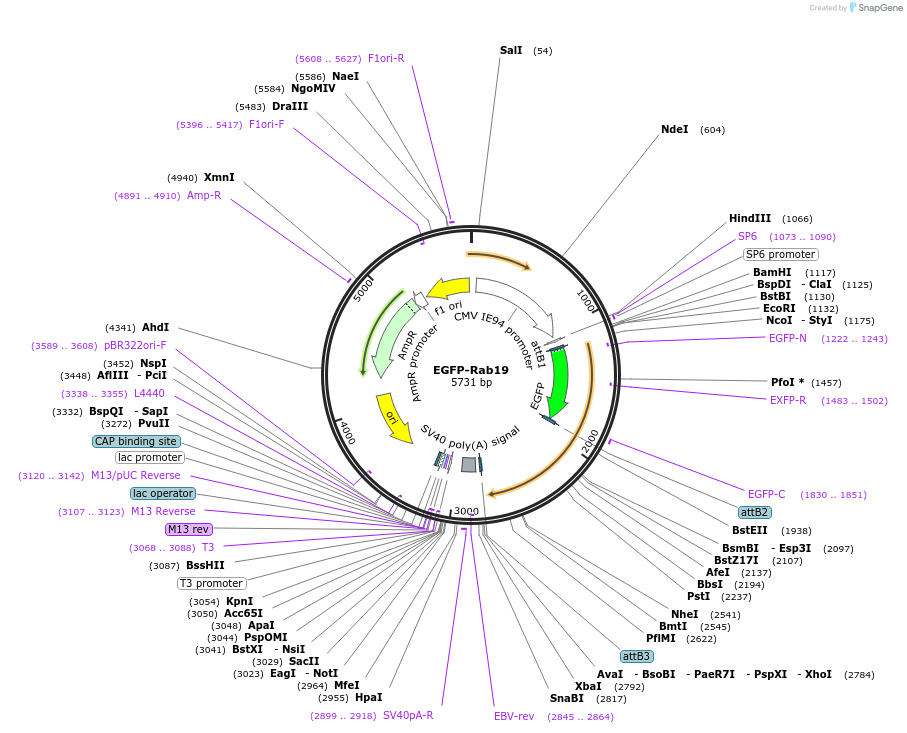 140888-plasmid-map-sequence-id-326580