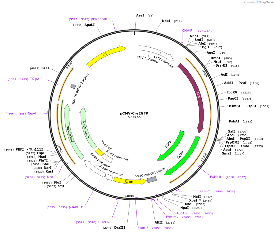 165140-plasmid-map-sequence-id-326583