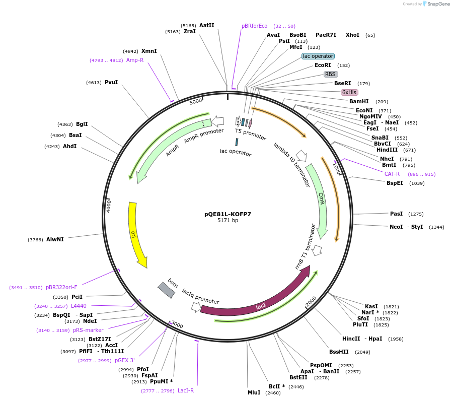 160330-plasmid-map-sequence-id-326602
