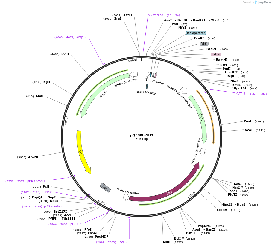 160331-plasmid-map-sequence-id-326603