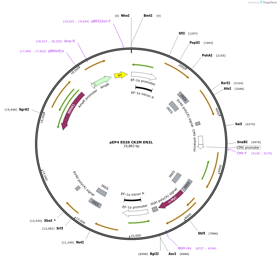 20924-plasmid-map-sequence-id-326611