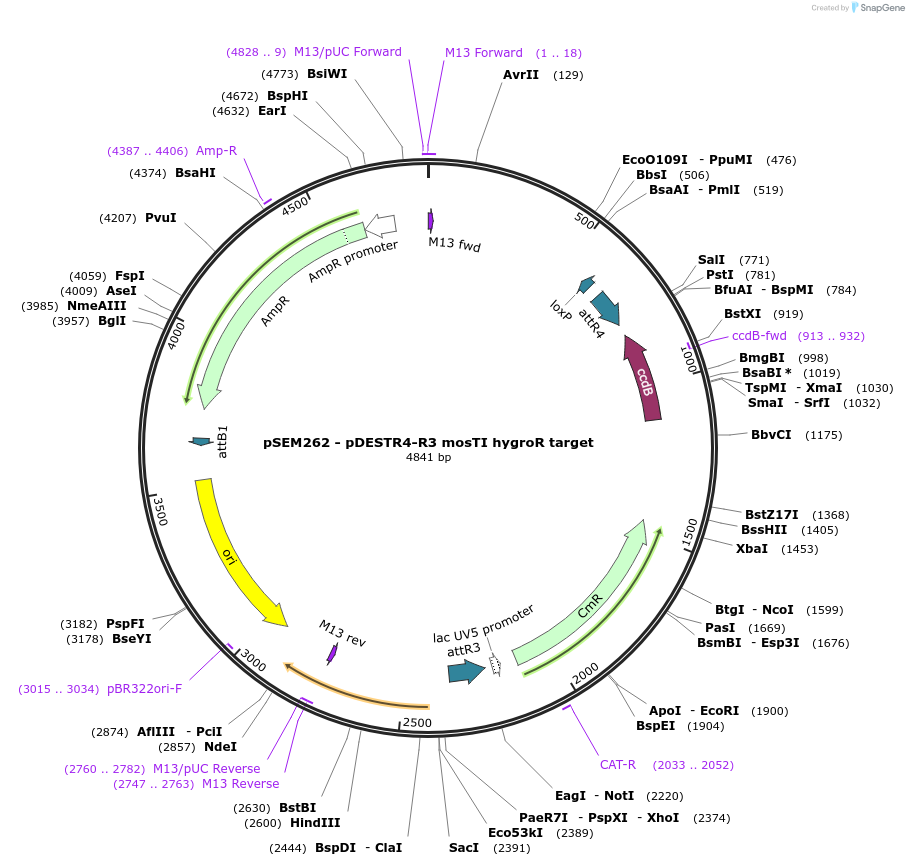 159840-plasmid-map-sequence-id-326617