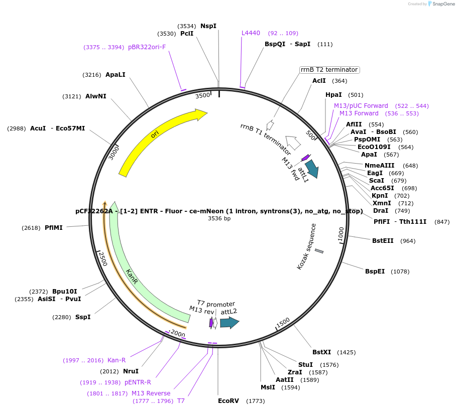 159851-plasmid-map-sequence-id-326618