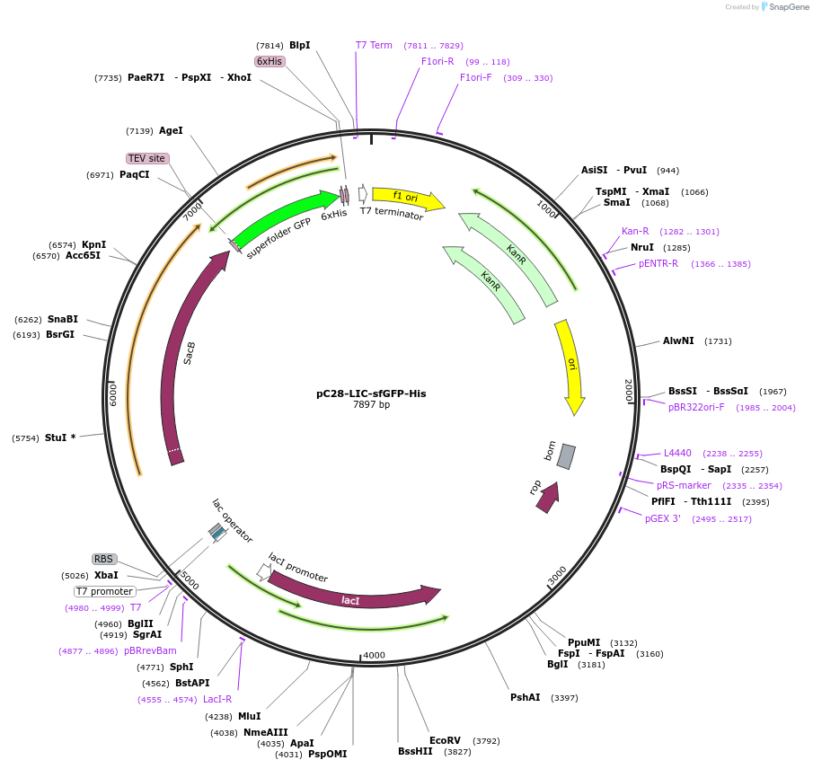 165479-plasmid-map-sequence-id-326619