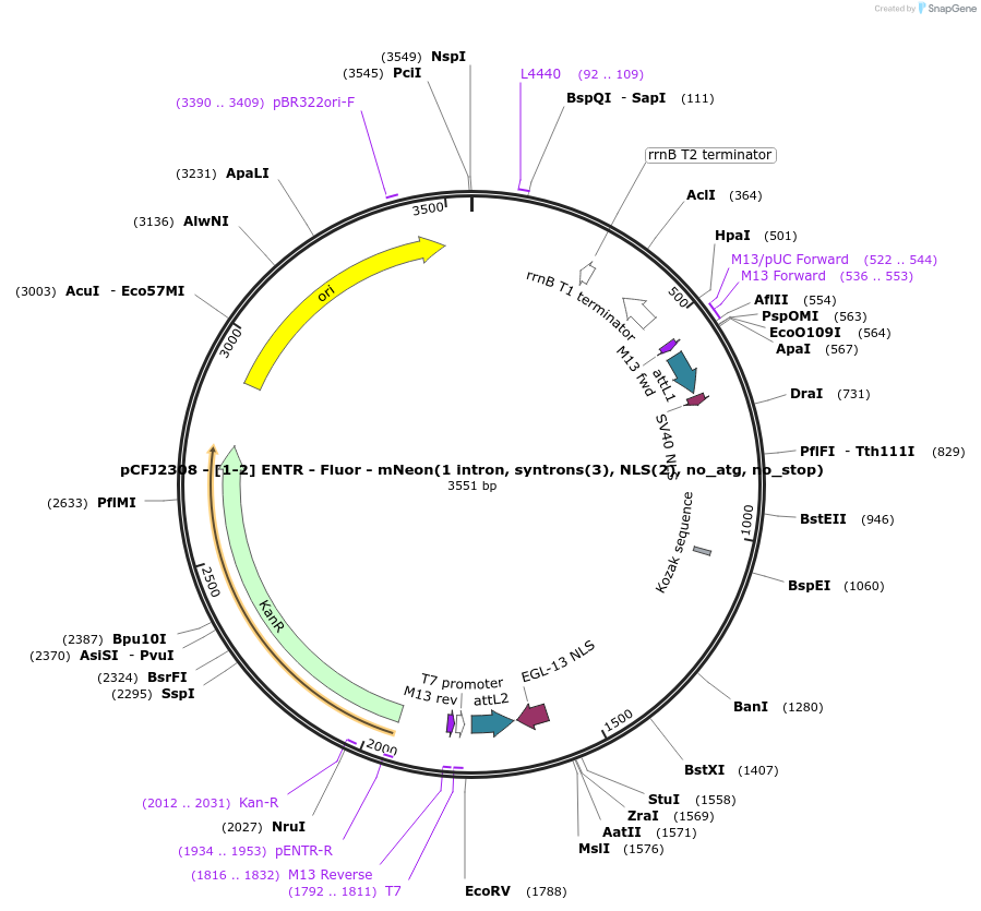 159852-plasmid-map-sequence-id-326620