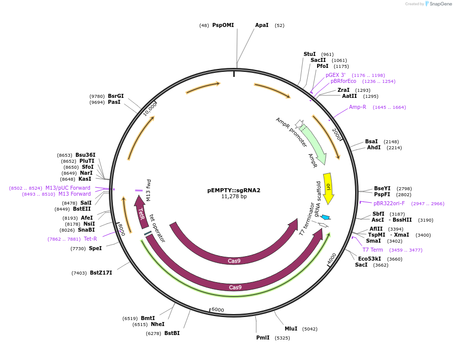 165459-plasmid-map-sequence-id-326621