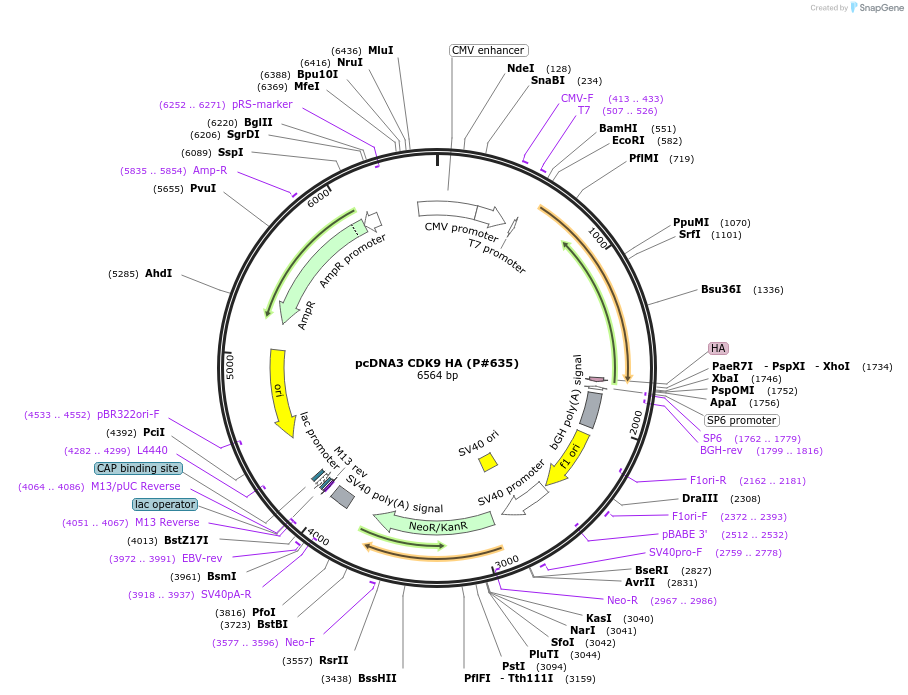 14640-plasmid-map-sequence-id-326661