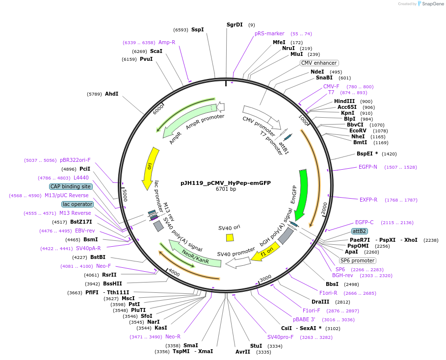160417-plasmid-map-sequence-id-326672