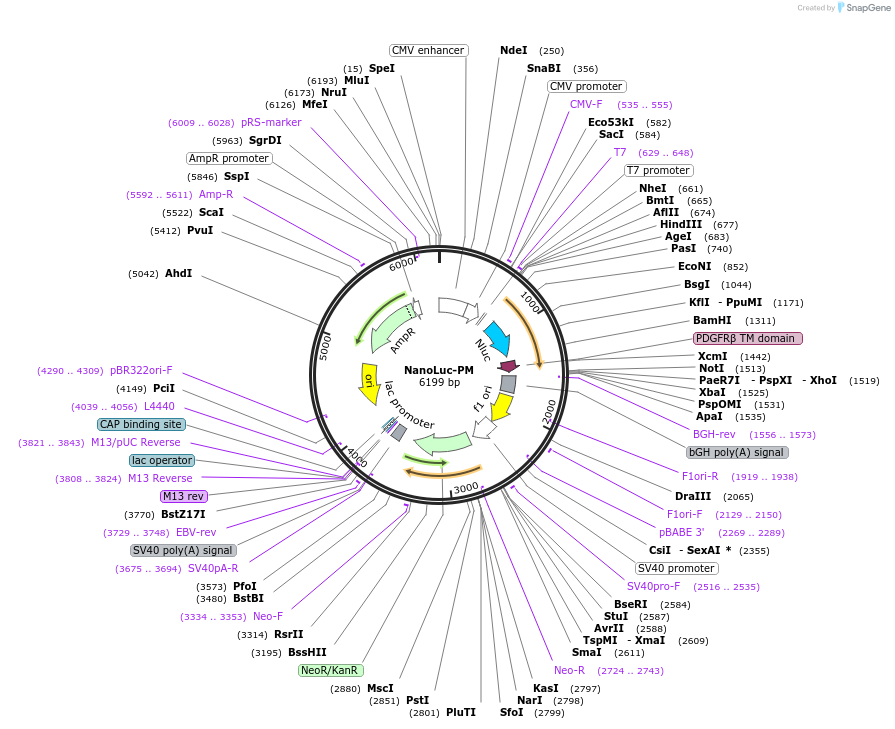 164784-plasmid-map-sequence-id-326673