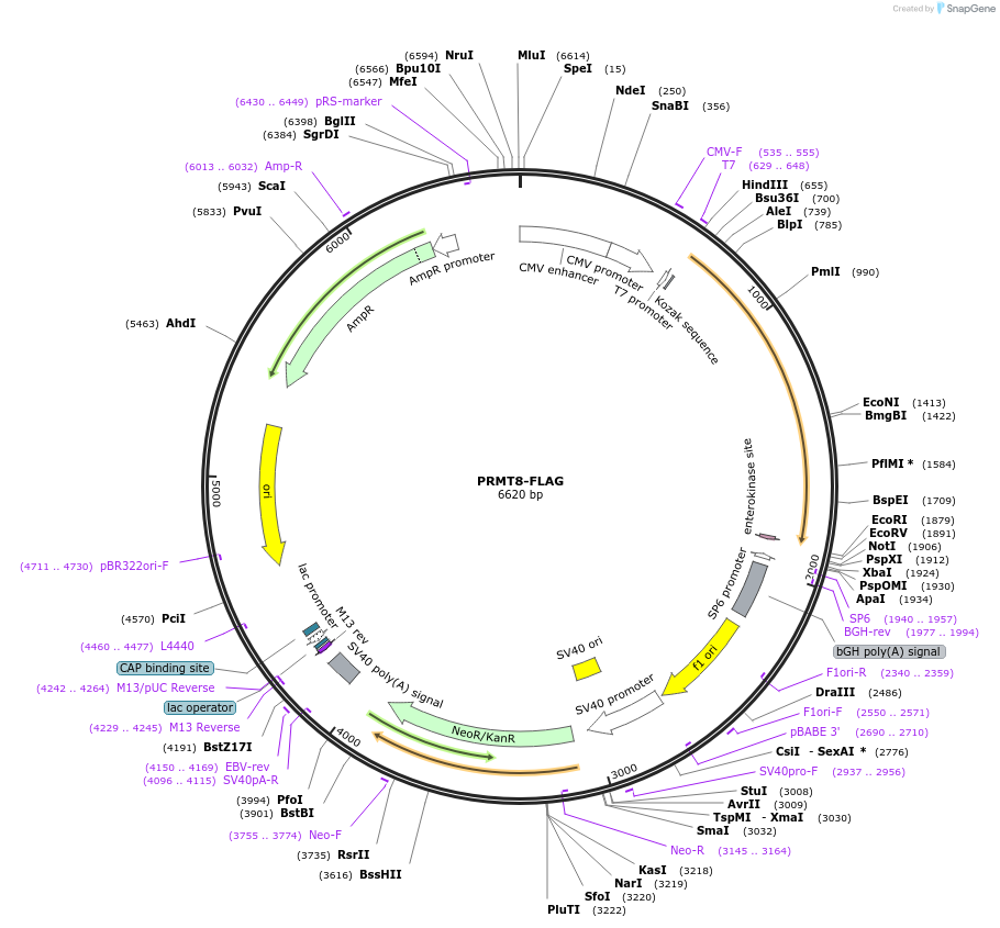 164699-plasmid-map-sequence-id-326674