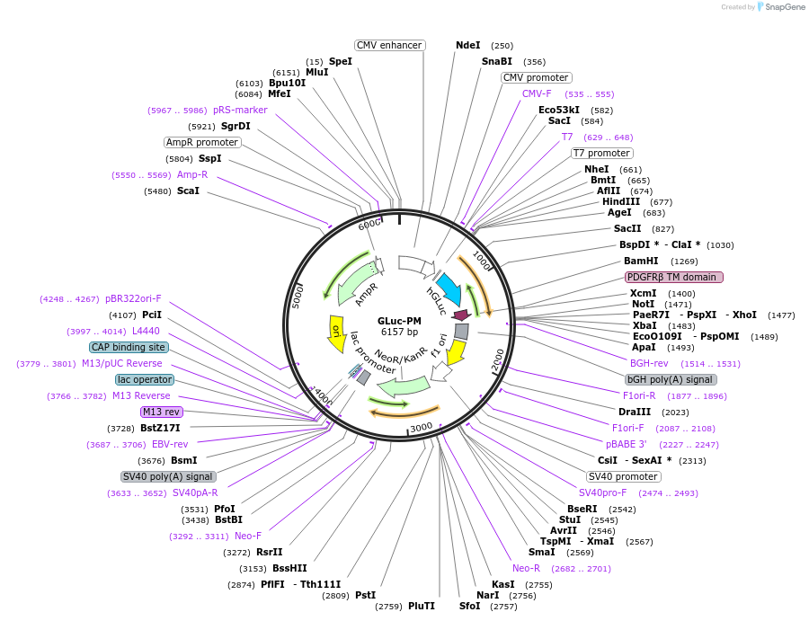 164783-plasmid-map-sequence-id-326675