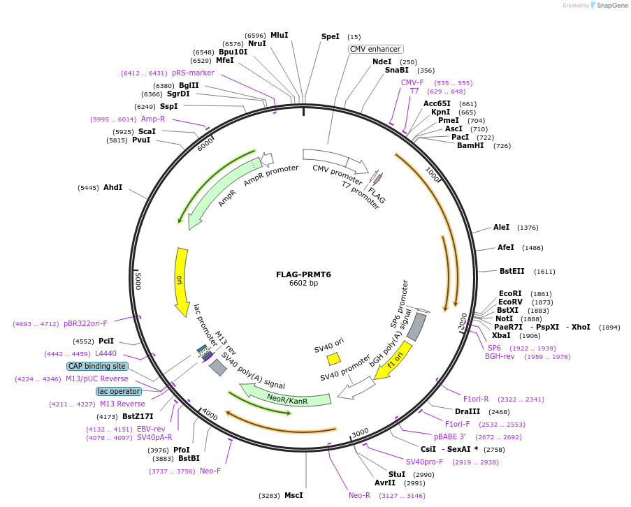 164697-plasmid-map-sequence-id-326676