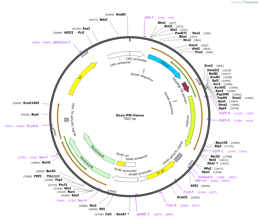 164785-plasmid-map-sequence-id-326677