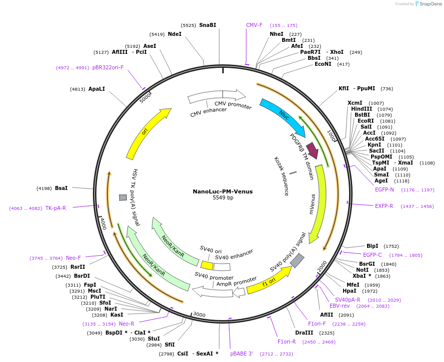 164786-plasmid-map-sequence-id-326679