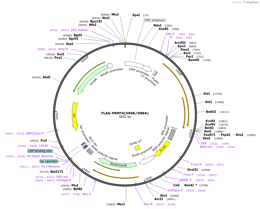 164698-plasmid-map-sequence-id-326685