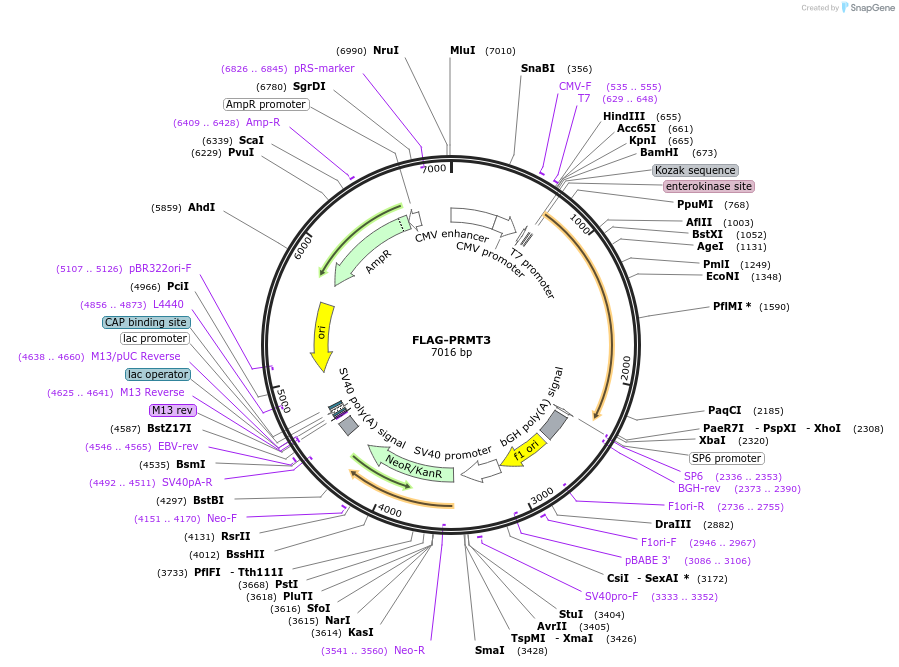 164695-plasmid-map-sequence-id-326689