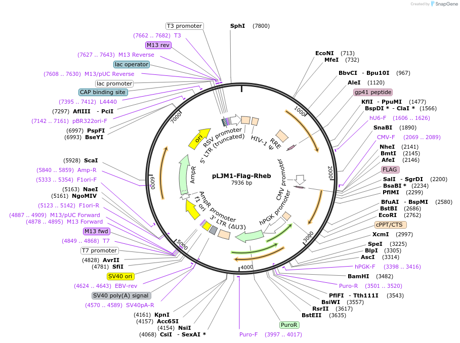 165031-plasmid-map-sequence-id-326699