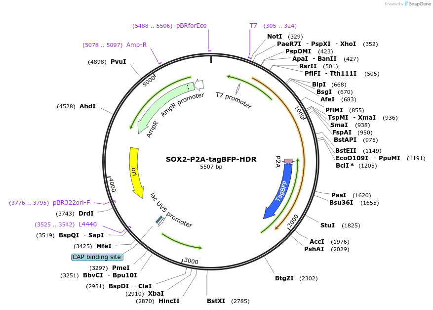 163751-plasmid-map-sequence-id-326711