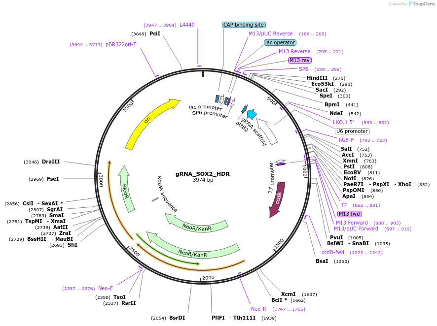 163752-plasmid-map-sequence-id-326712
