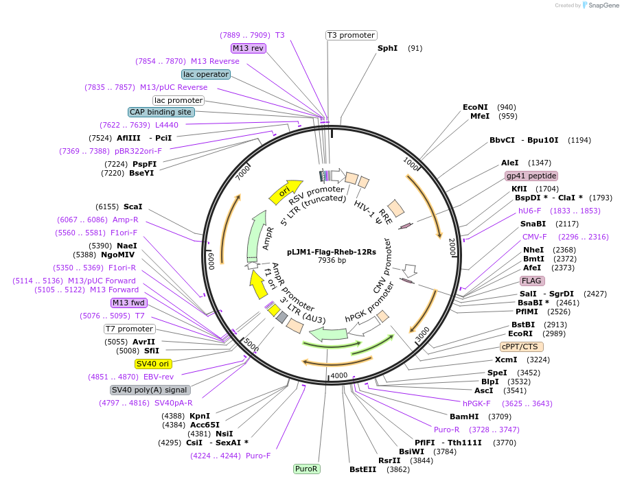 165023-plasmid-map-sequence-id-326718