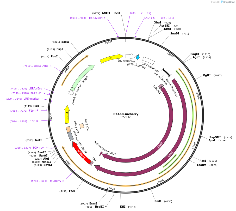 161974-plasmid-map-sequence-id-326719