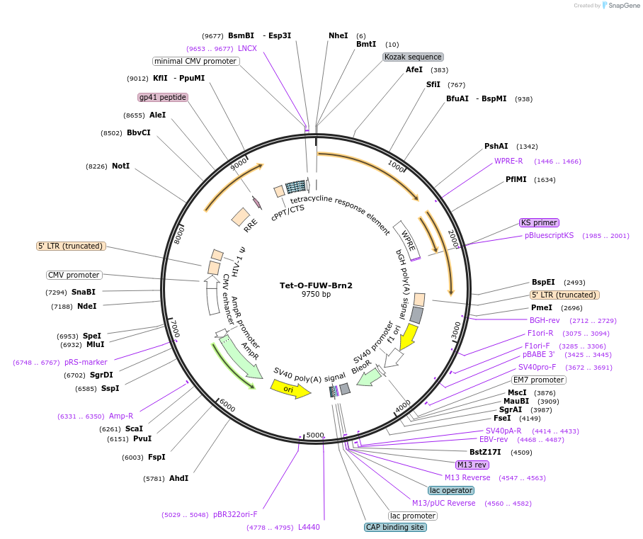 27151-plasmid-map-sequence-id-326720