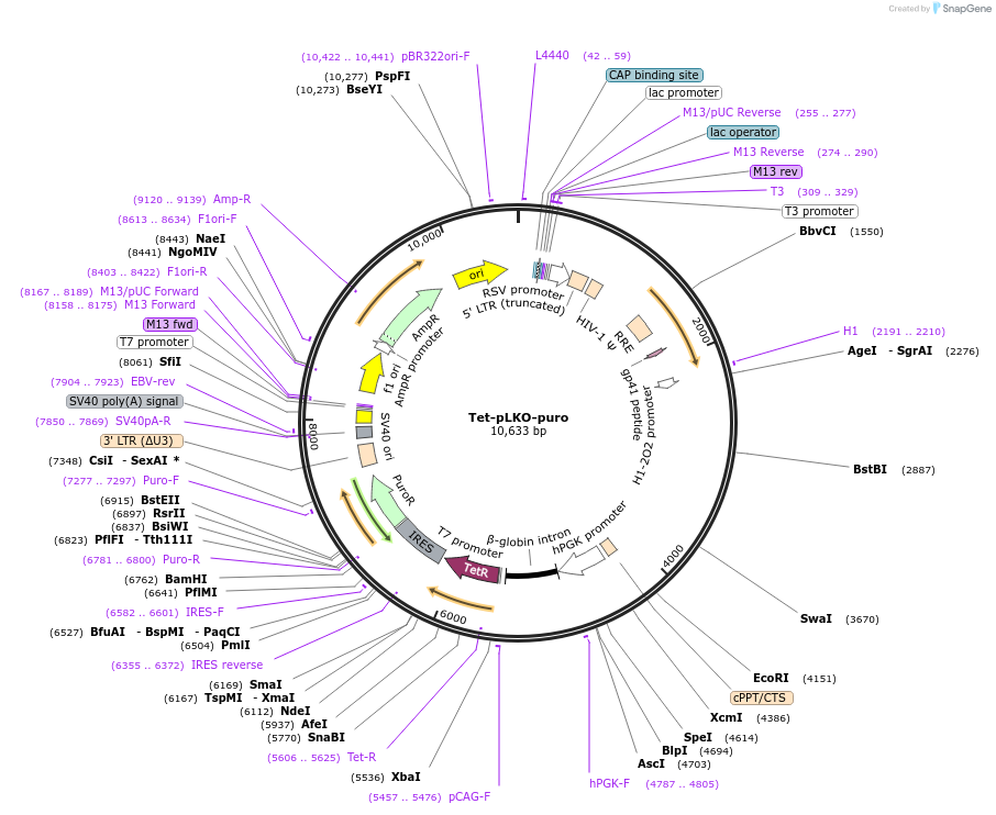 21915-plasmid-map-sequence-id-326721