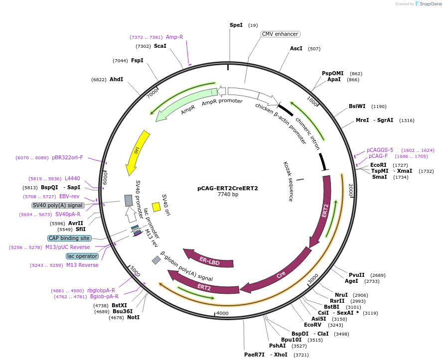 13777-plasmid-map-sequence-id-326722