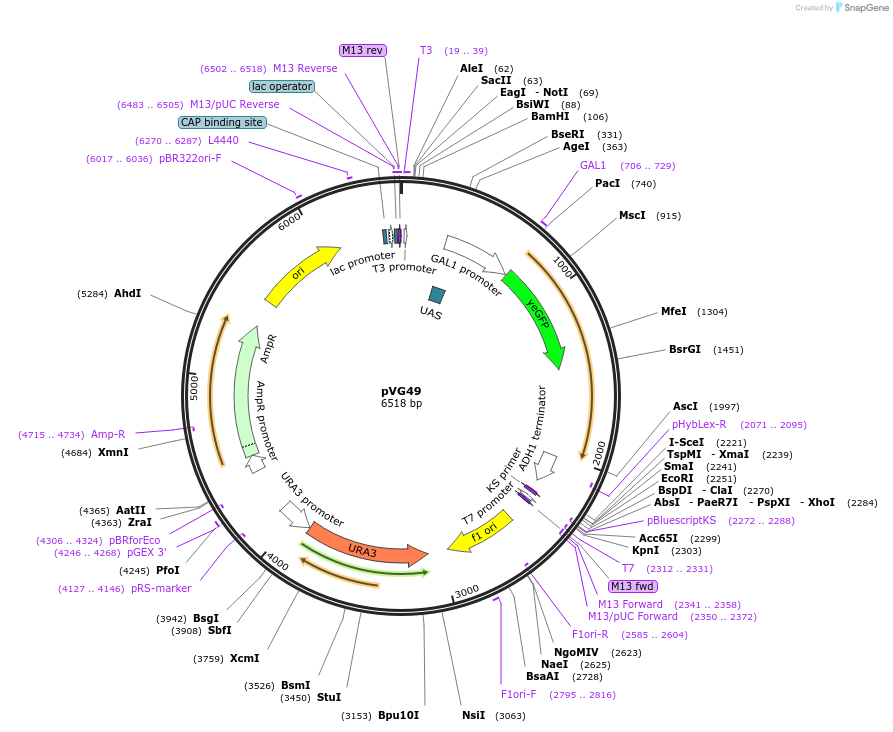 164707-plasmid-map-sequence-id-326726