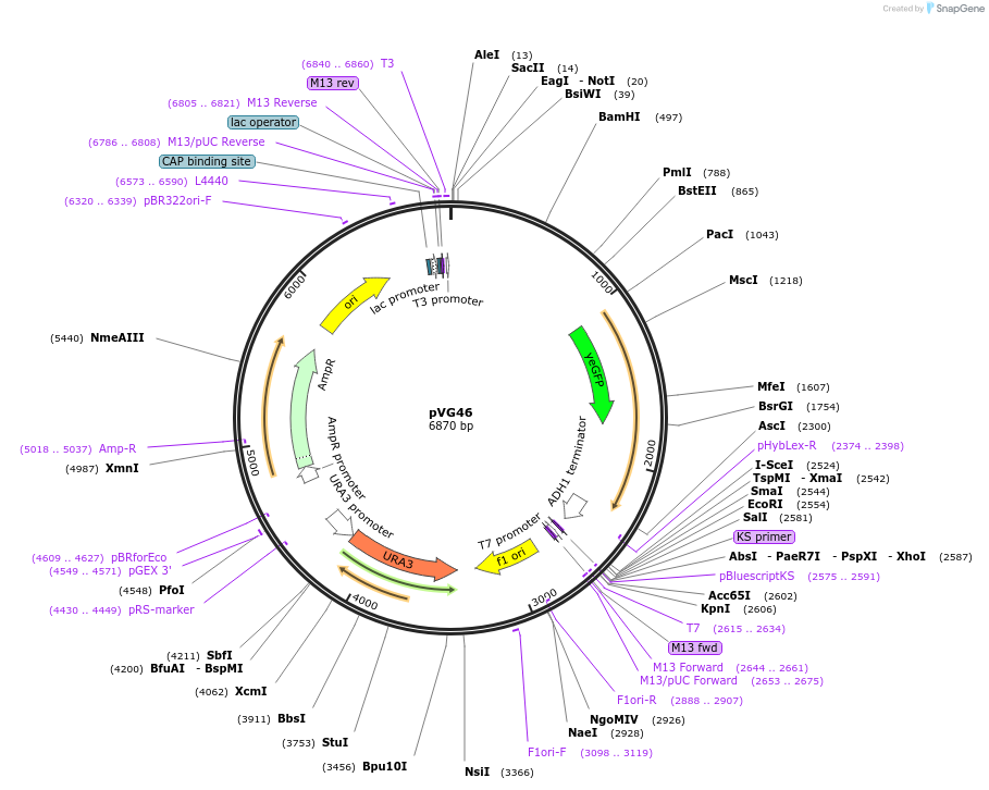 164704-plasmid-map-sequence-id-326978