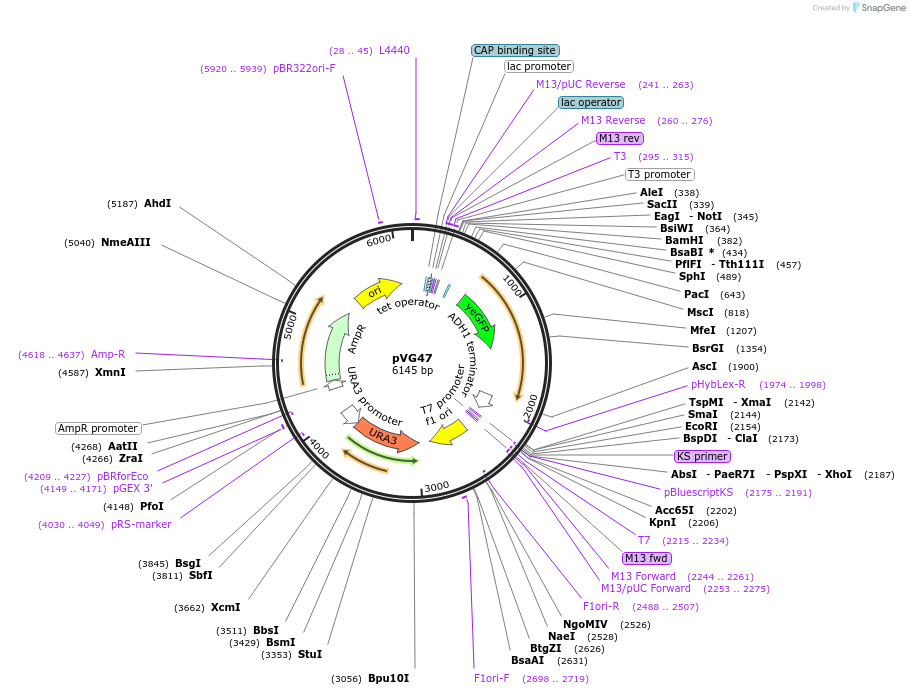164705-plasmid-map-sequence-id-326980