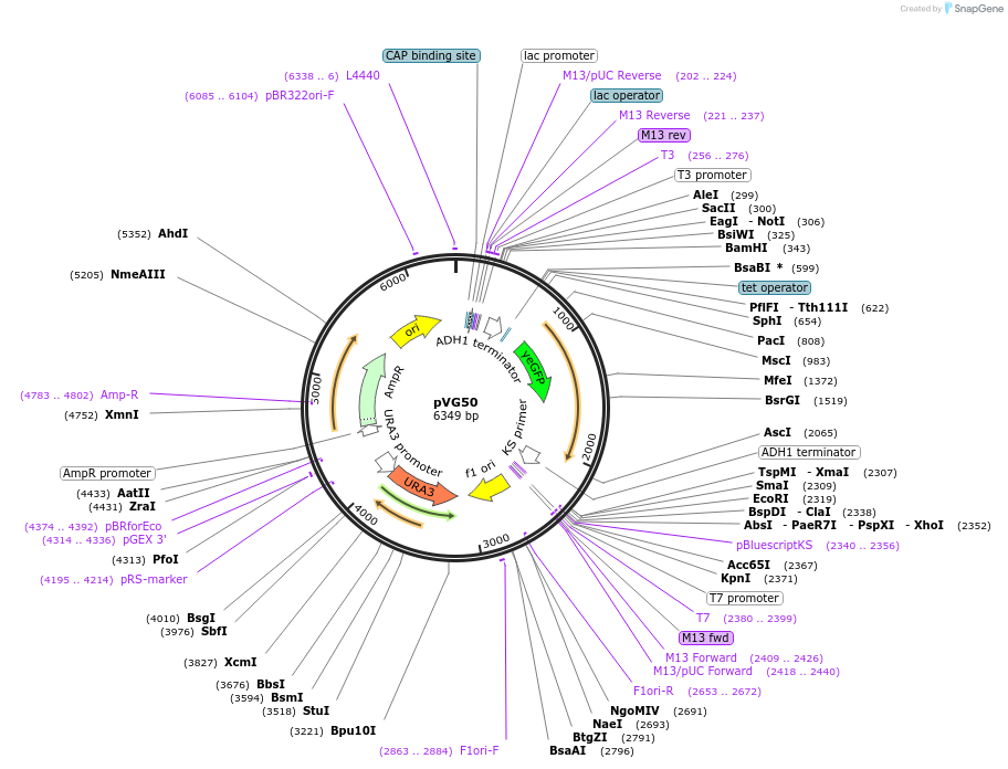 164708-plasmid-map-sequence-id-326984