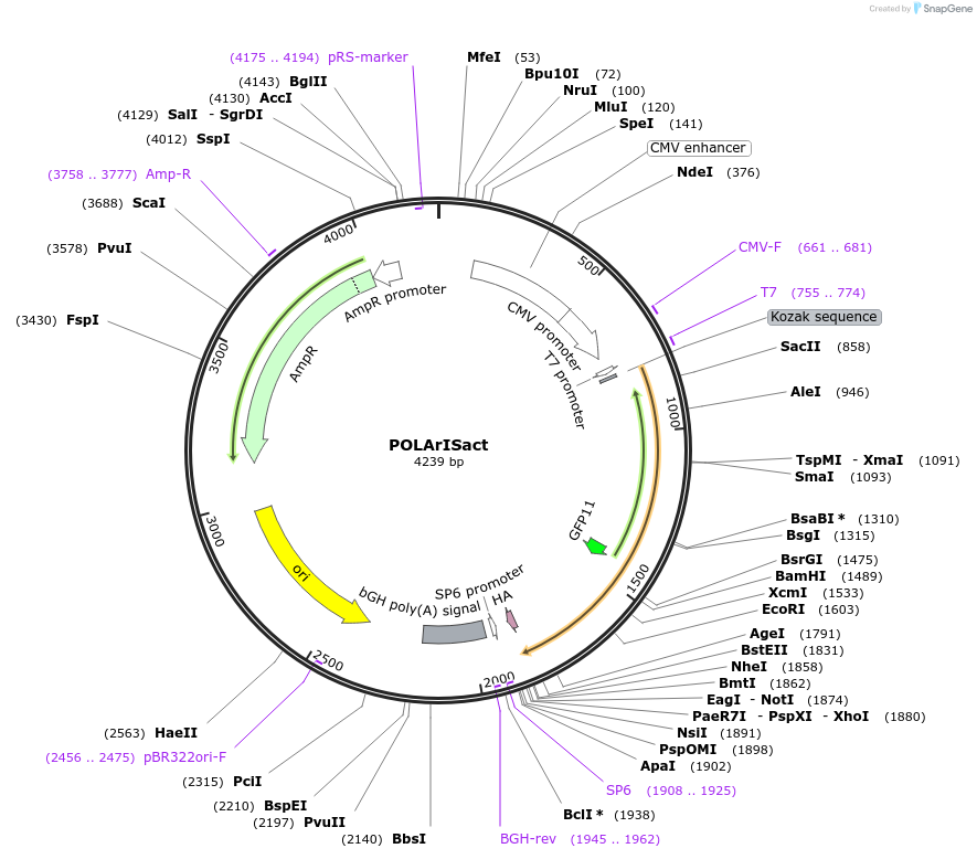164971-plasmid-map-sequence-id-326985