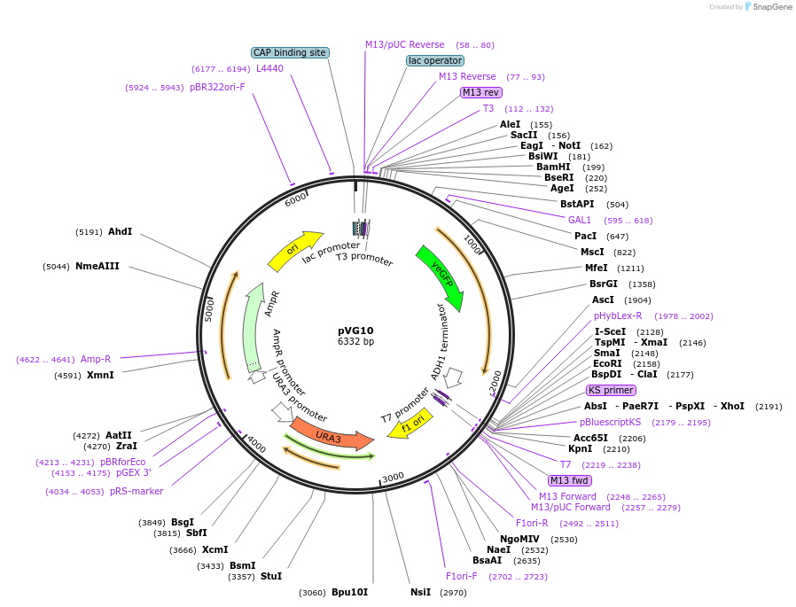164702-plasmid-map-sequence-id-326986