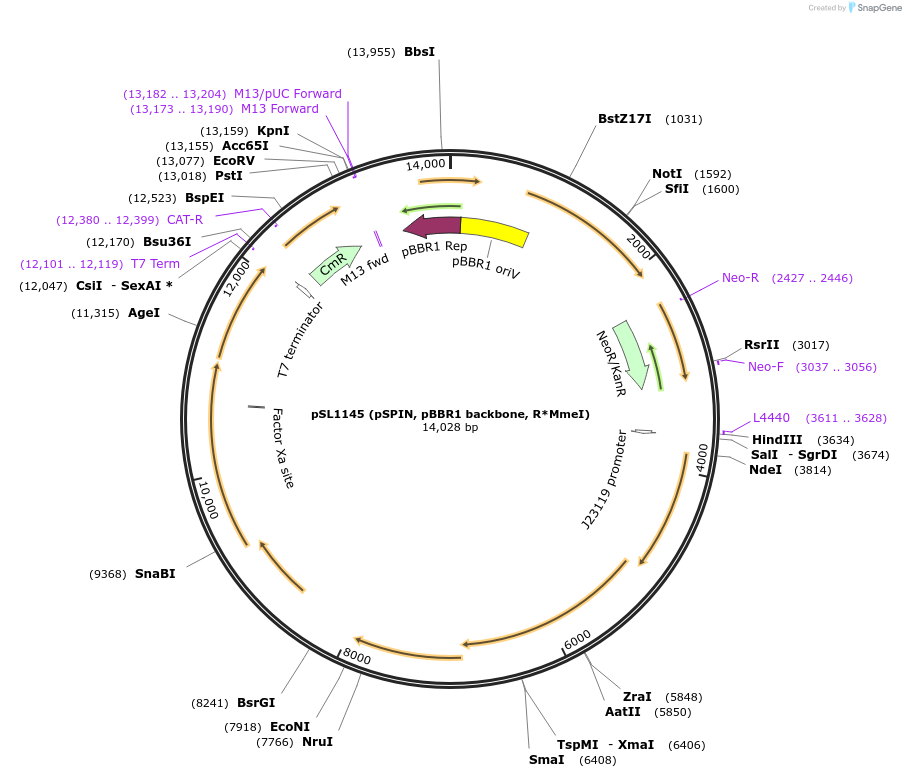 160736-plasmid-map-sequence-id-326992