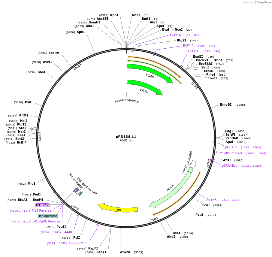 1721-plasmid-map-sequence-id-327