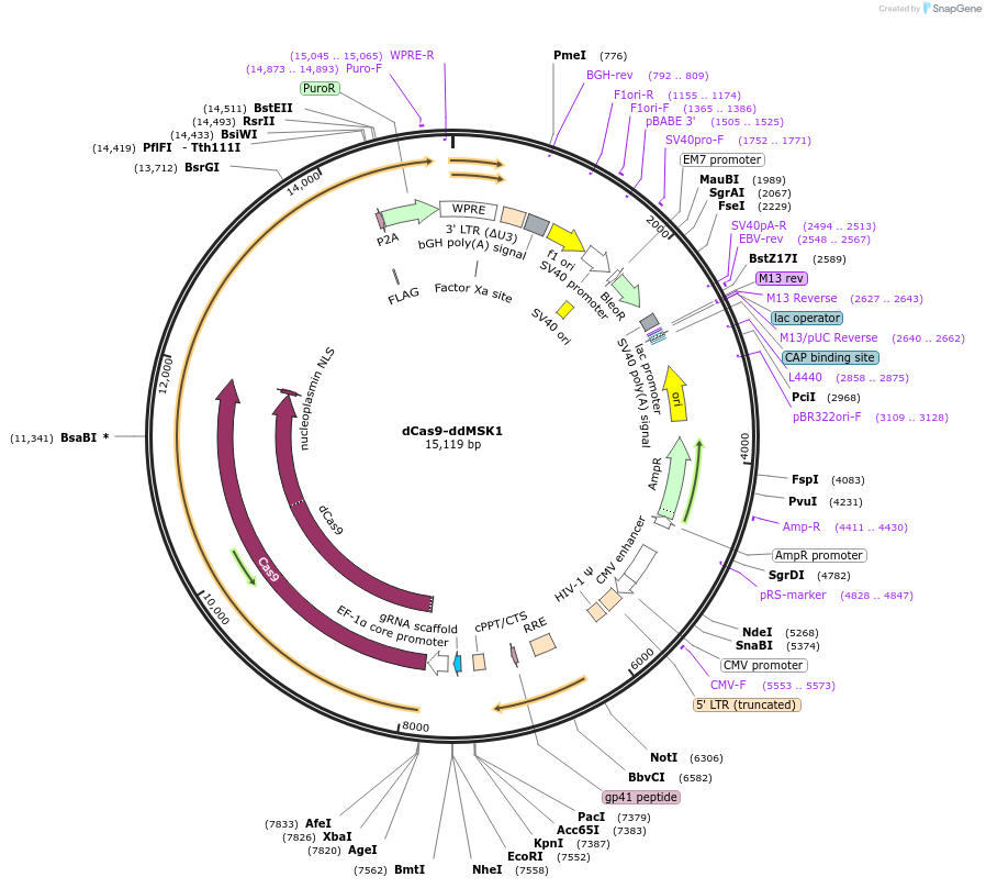 165603-plasmid-map-sequence-id-327022