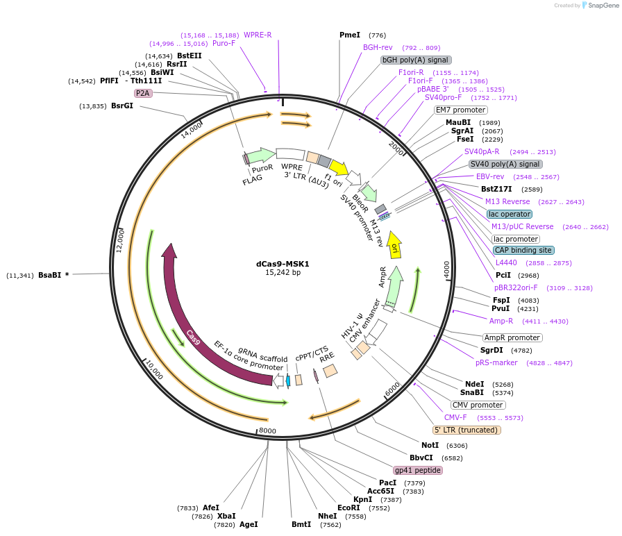 165601-plasmid-map-sequence-id-327023