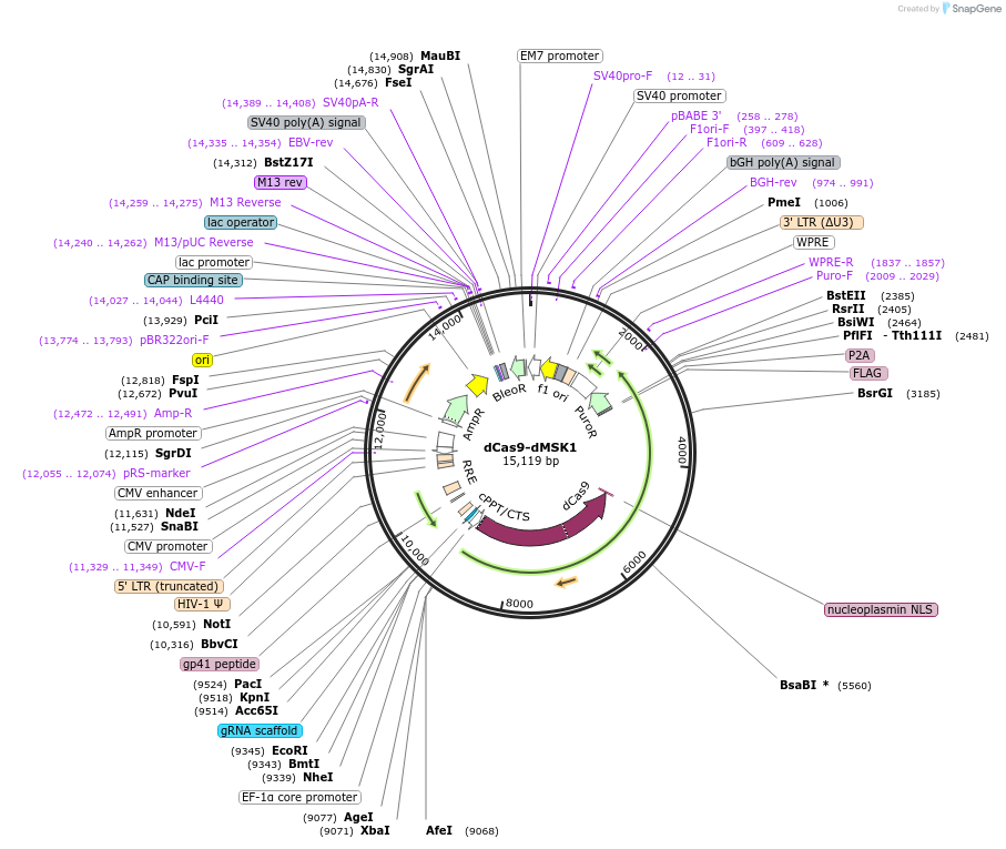 165602-plasmid-map-sequence-id-327024