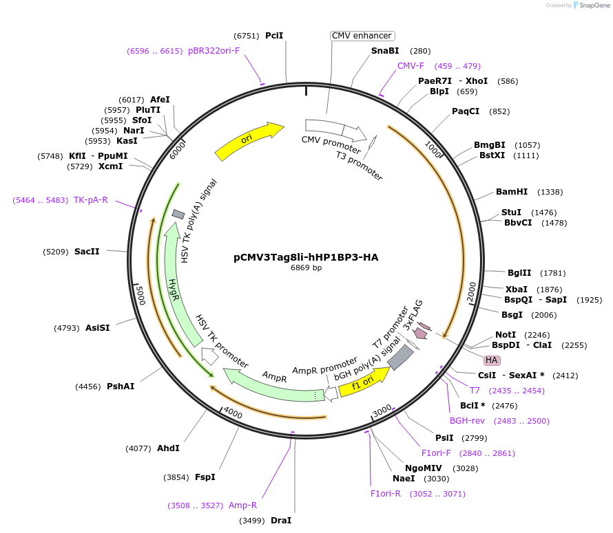 165468-plasmid-map-sequence-id-327029